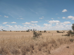 Paddocks of stubble lined the dirt road