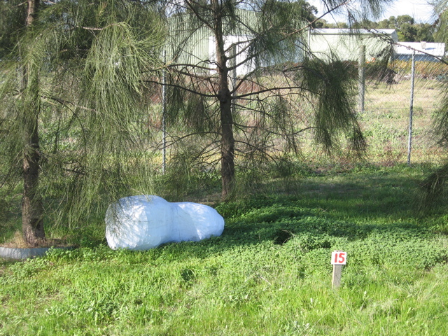 A large white shape lying on its side on grass under some young sheoak trees. A number fifteen is written on a small stake in the foreground.