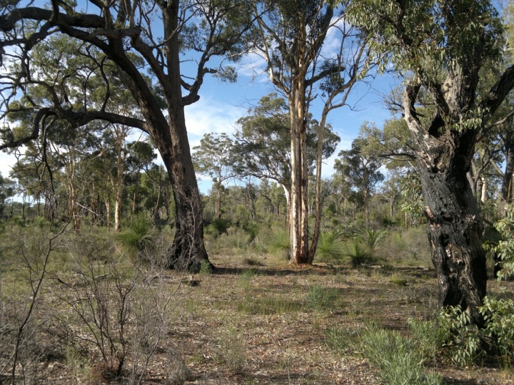 In the Wandoo Conservation Park