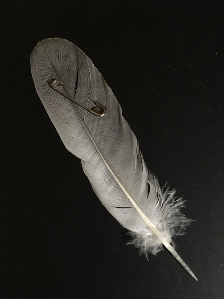Pale grey feather with a safety pin through it on black background