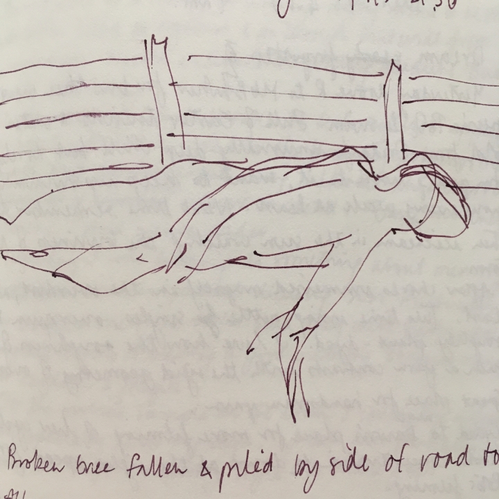 Hasty sketch in purple ink of a body lying on the ground in front of a post & wire fence. Text says 'Broken tree fallen & piled by side of road to'