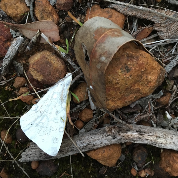 A photo of the ground with a dried eucalypt leaf curled tightly around a brown stone, a dead white moth with raindrops on its wing and some grey weathered sticks.
